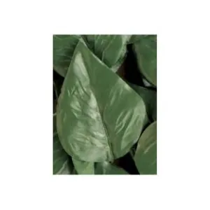 FOGLIE LAURO DI RICAMBIO PER SIEPE ARTIFICIALE