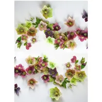 CARTA DA DECOUPAGE ARTIC BLOOM