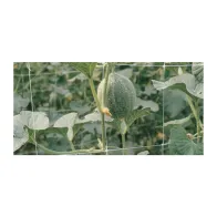 RETE P/RAMPICANTI H 2X 10 M BIANCO