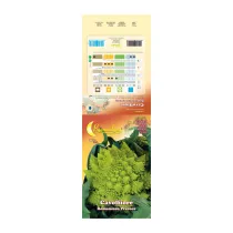 SEMI ORTO CAVOLFIORE ROMANESCO (10