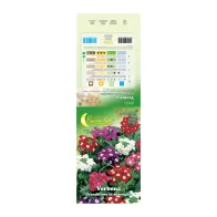 SEMI GARDEN VERBENA HYBRIDA (10