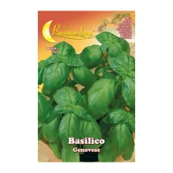 SEMI ORTO BASILICO GENOVESE (10