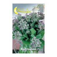 SEMI ORTO BORRAGINE (10