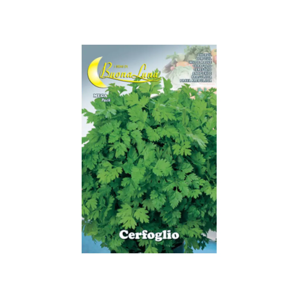 SEMI ORTO CERFOGLIO (10