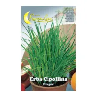 SEMI ORTO ERBA CIPOLLINA (10