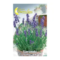 SEMI ORTO LAVANDA (10