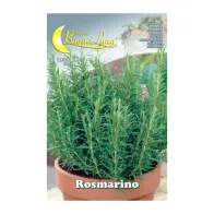 SEMI ORTO ROSMARINO (10