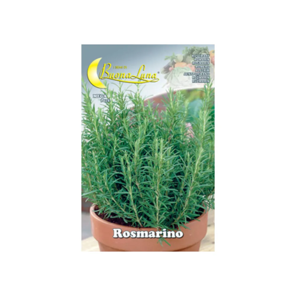 SEMI ORTO ROSMARINO (10