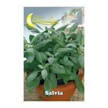 SEMI ORTO SALVIA (10