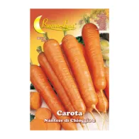 SEMI ORTO CAROTA DI CHIOGGIA (10
