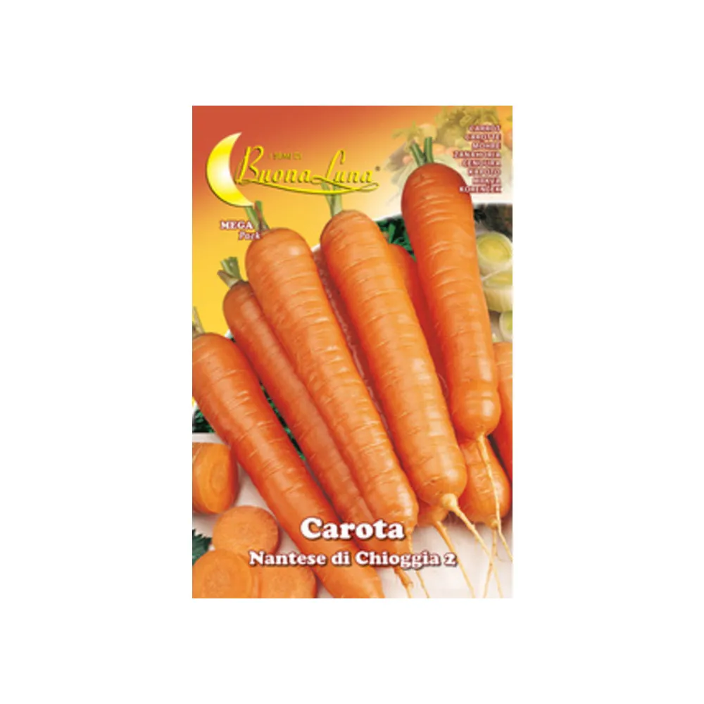 SEMI ORTO CAROTA DI CHIOGGIA (10