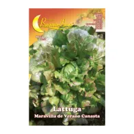SEMI ORTO LATTUGA CANASTA (10