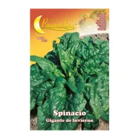 SEMI ORTO SPINACI GIGANTI (10