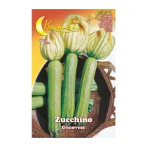 SEMI ORTO ZUCCHINO GENOVESE (10