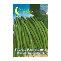 SEMI ORTO FAGIOLI RAMPICANTI BIANCHI (5