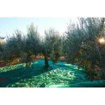C RETE P/OLIVE ANTISPINA 80G C/SPACCO  6X 6M