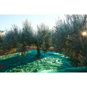 C RETE P/OLIVE ANTISPINA 80G C/SPACCO  8X 8M