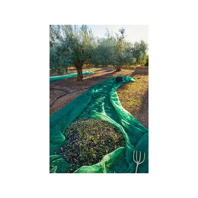 C RETE P/OLIVE ANTISPINA 80G  8X50M