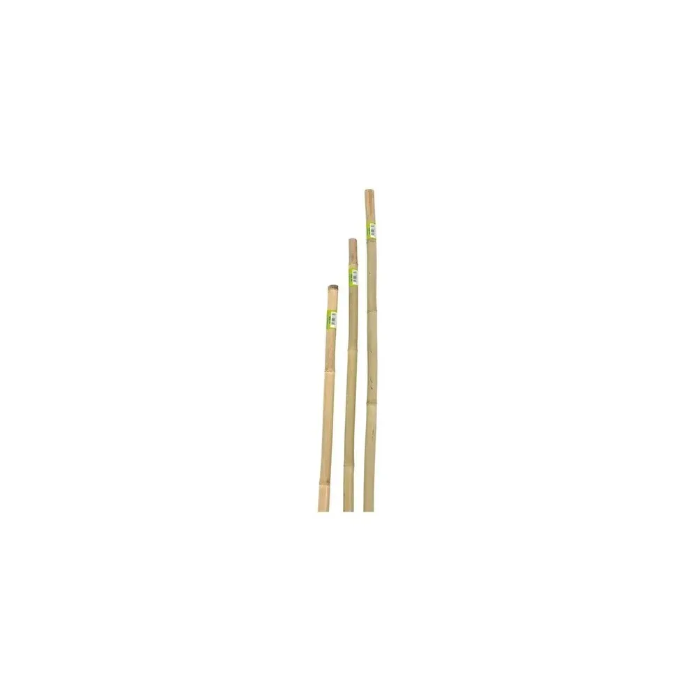 CANNA IN BAMBOO D.22-24 H.180