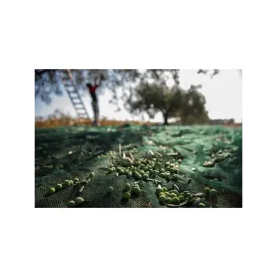 C RETE P/OLIVE ANTISPINA 32G 8 X  8M CALABRIA