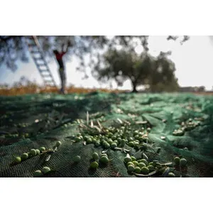 C RETE P/OLIVE ANTISPINA 32G 6X167M CALABRIA