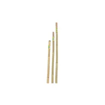 CANNA IN BAMBOO D22-24 H.150