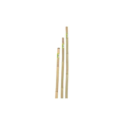 CANNA IN BAMBOO D22-24 H.150