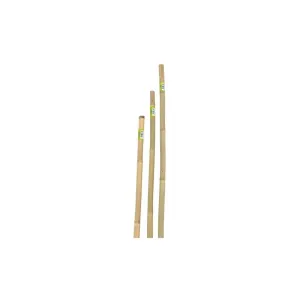 CANNA IN BAMBOO D22-24 H.150