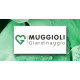 MUGGIOLI